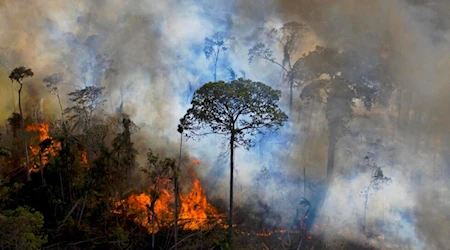 Incendios forestales, un arma letal para el medioambiente suramericano