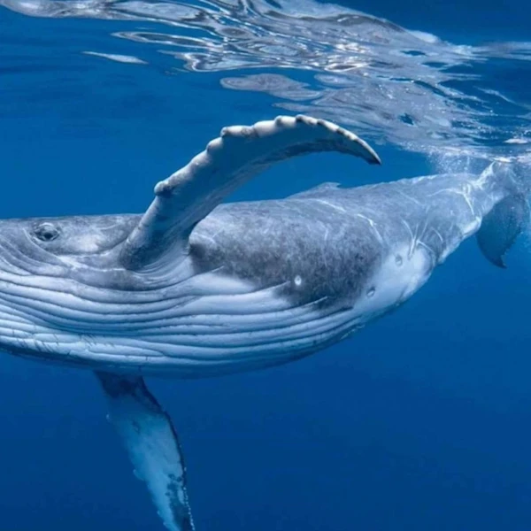 Ballenas jorobadas llegan al Pacífico costarricense para reproducirse