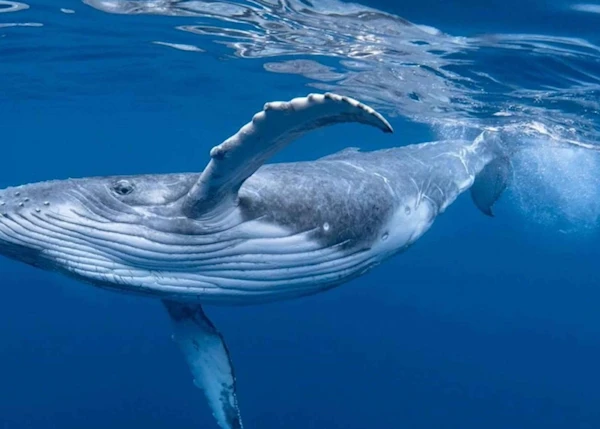 Ballenas jorobadas llegan al Pacífico costarricense para reproducirse